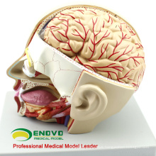 BRAIN04(12401) Medical Anatomy Section of Head with Brain, 4-Parts, Brain Models 12401